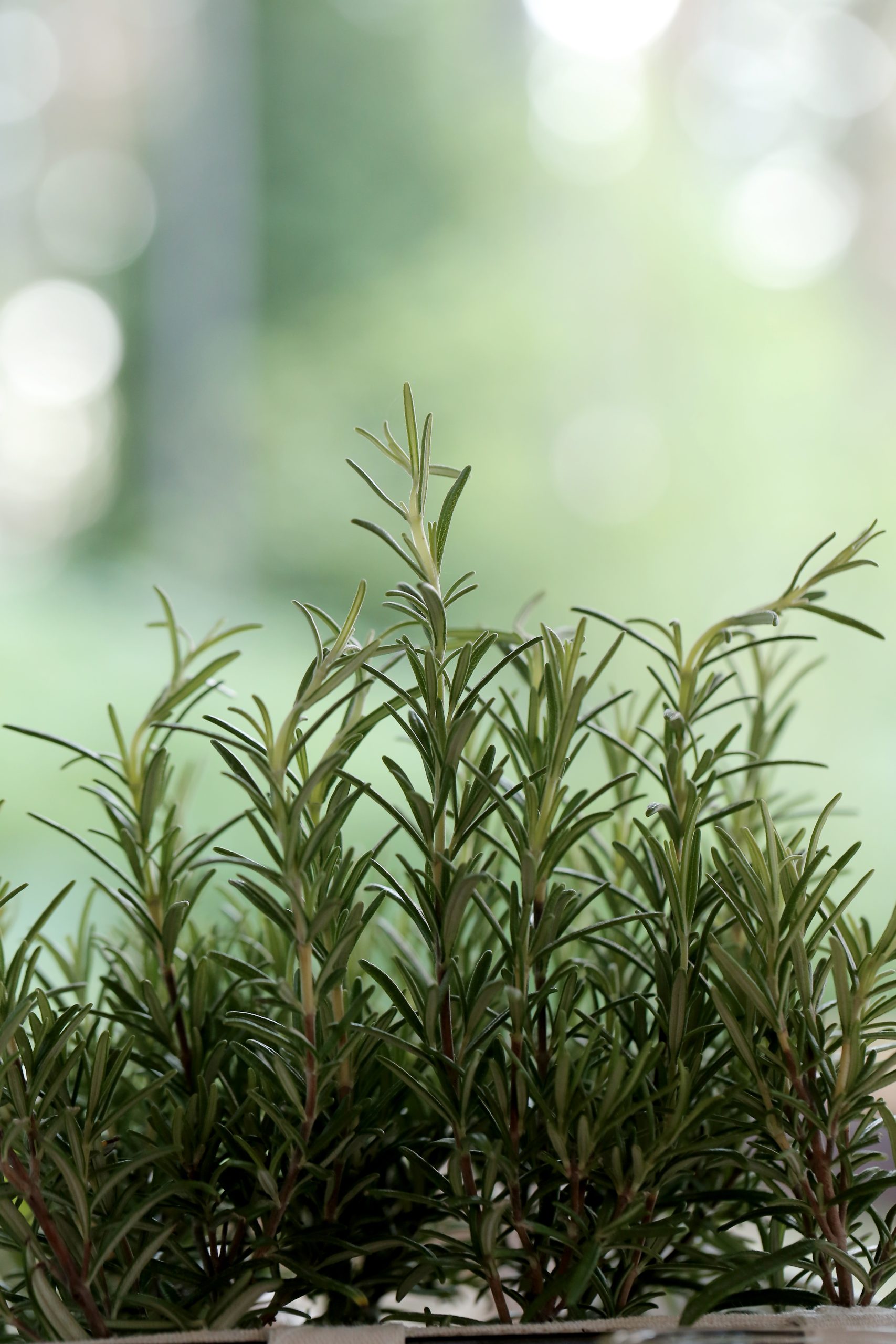 rosemary for hair